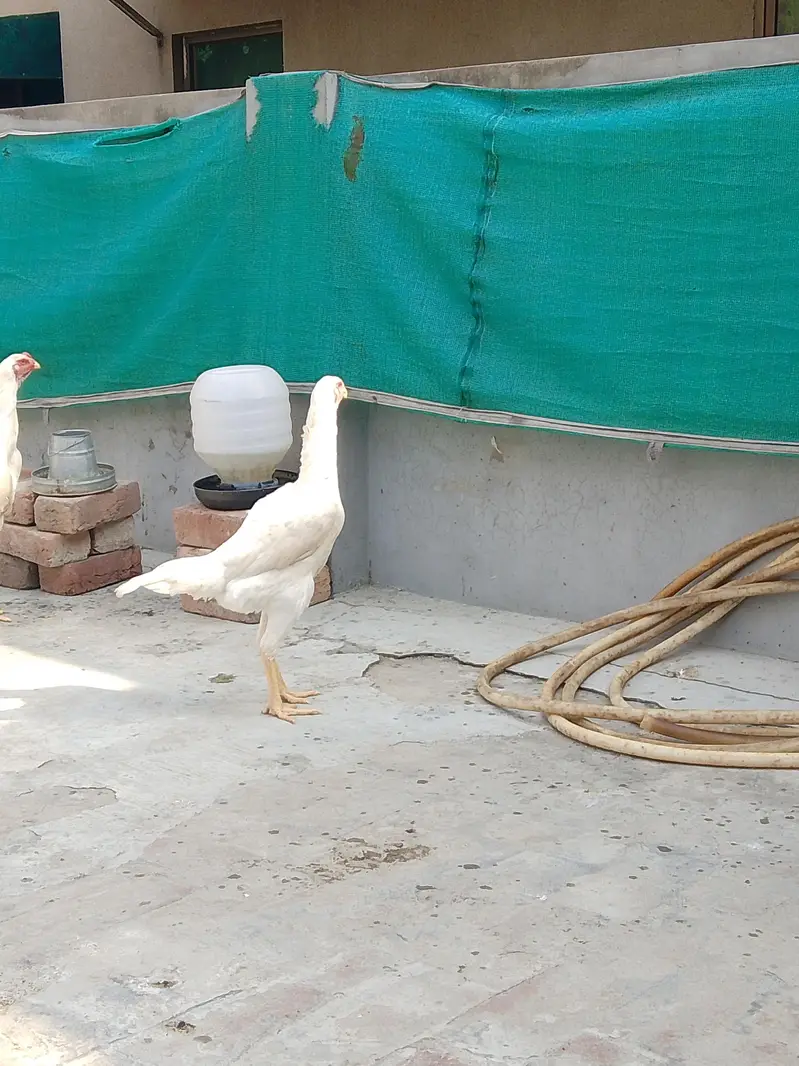German White O shamo hens for sale | White shamo pathia for sale — photo 4