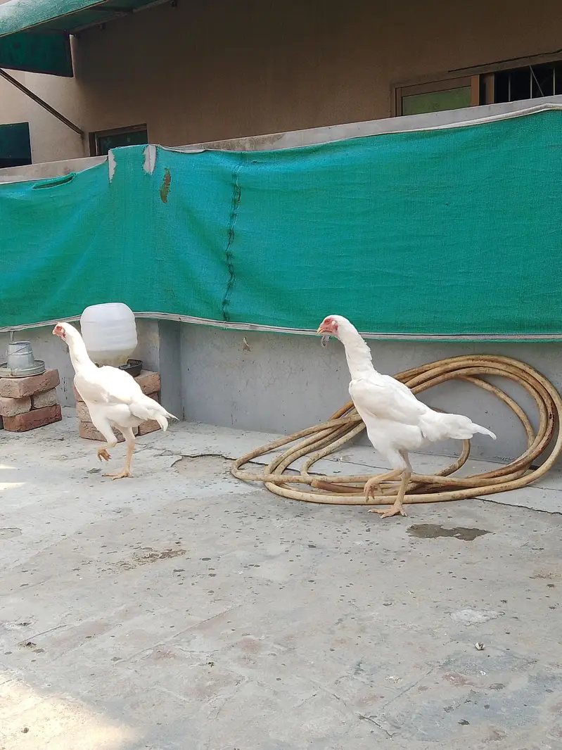German White O shamo hens for sale | White shamo pathia for sale — photo 5