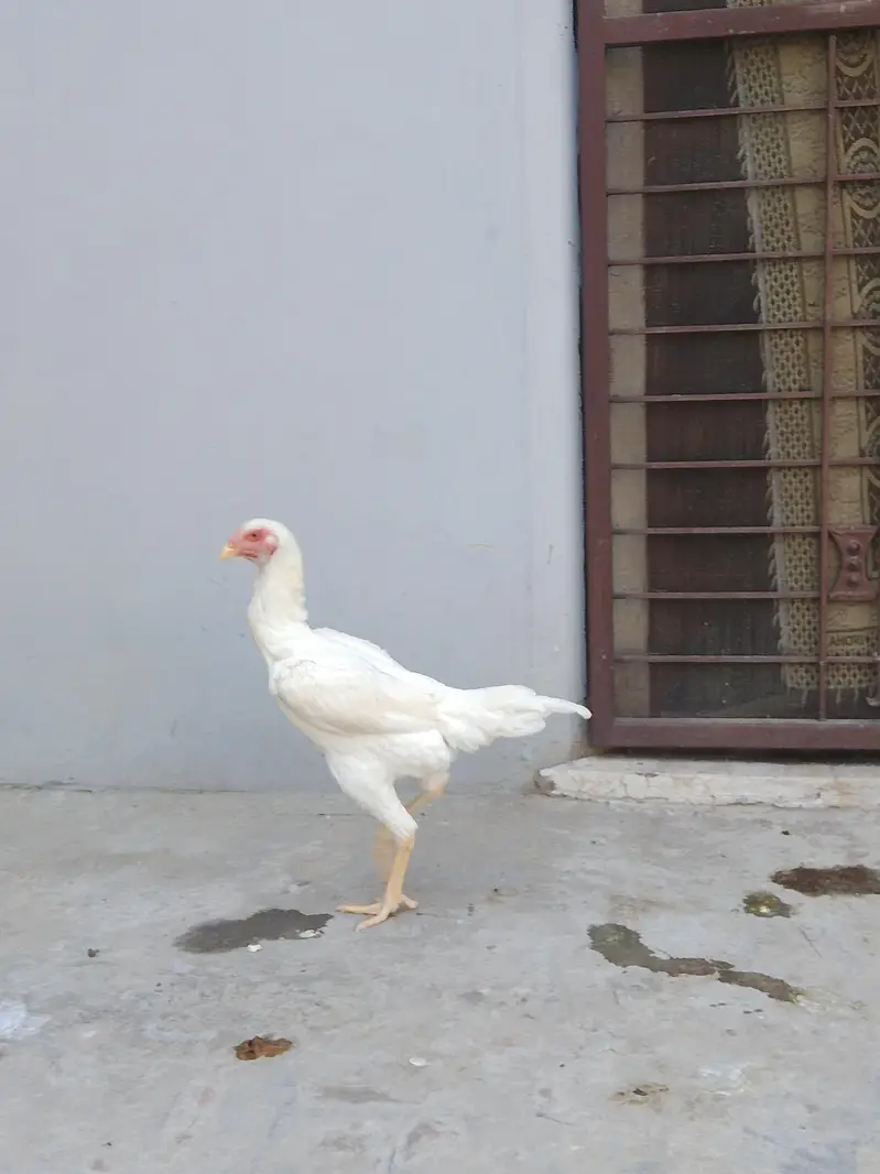 German White O shamo hens for sale | White shamo pathia for sale — photo 6