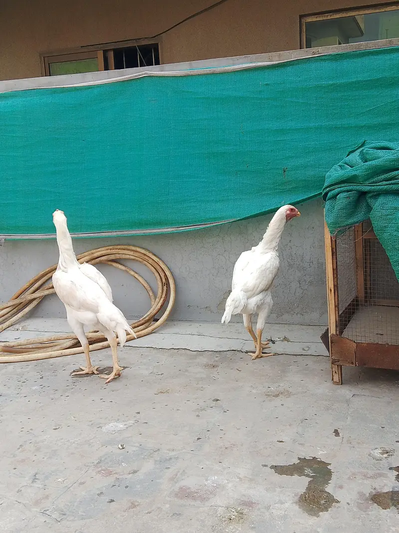 German White O shamo hens for sale | White shamo pathia for sale — photo 7