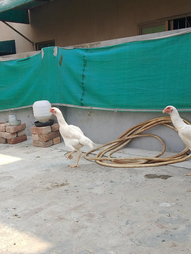 German White O shamo hens for sale | White shamo pathia for sale — photo 8