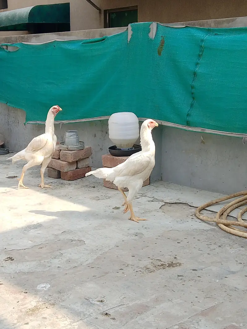 German White O shamo hens for sale | White shamo pathia for sale — photo 9