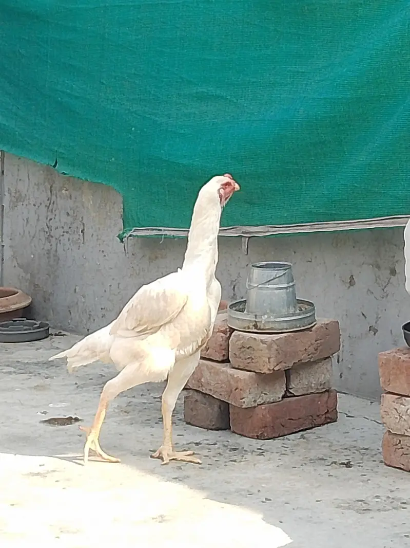 German White O shamo hens for sale | White shamo pathia for sale — photo 10