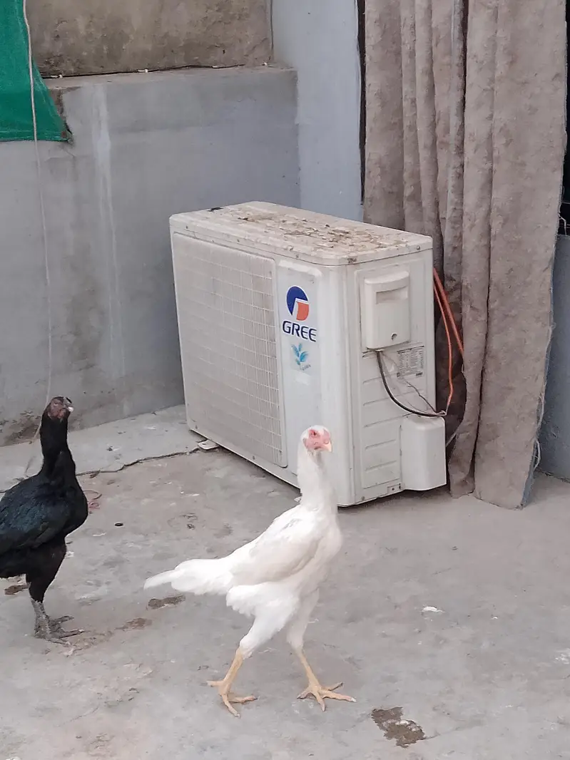 German White O shamo hens for sale | White shamo pathia for sale — photo 11