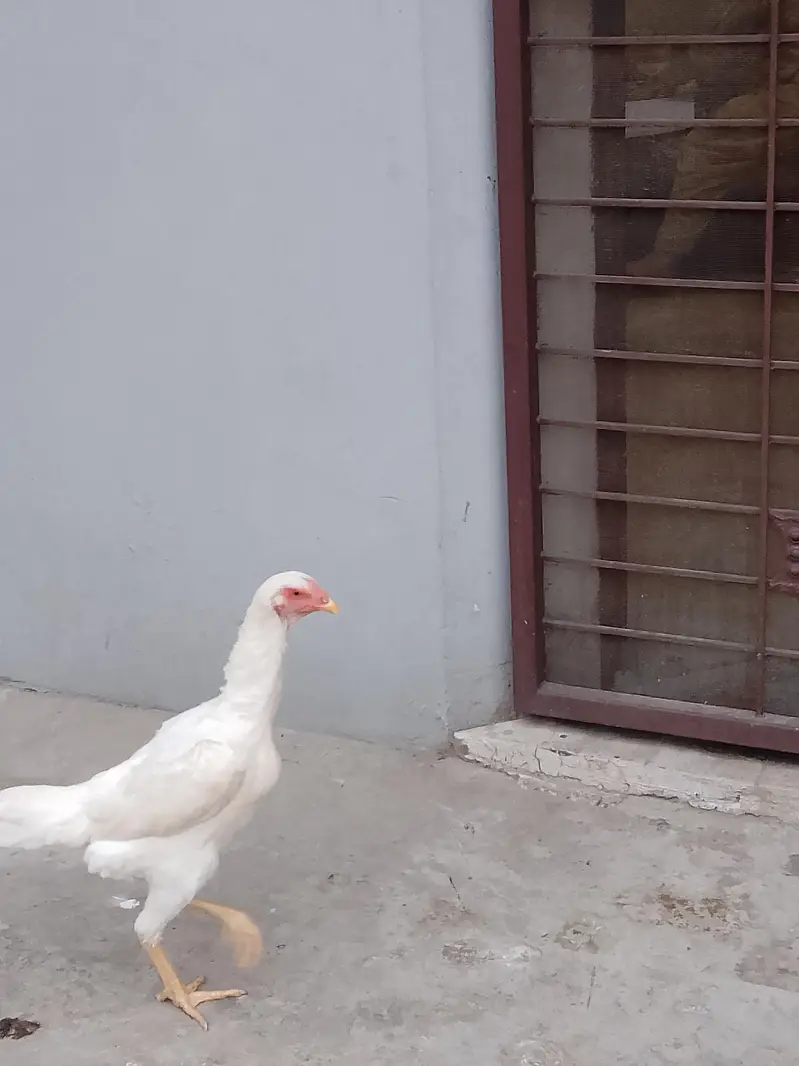 German White O shamo hens for sale | White shamo pathia for sale — photo 12