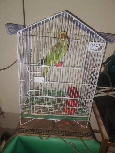 parrot