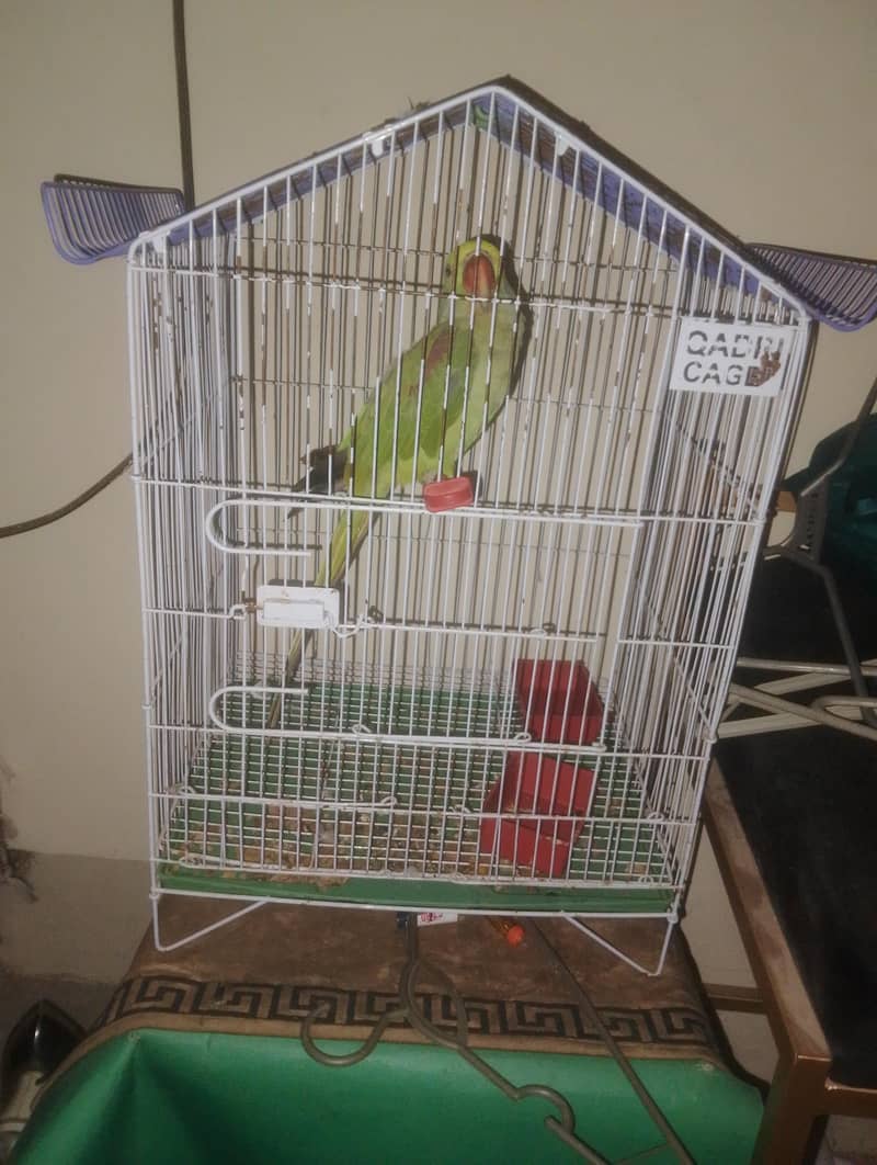 parrot 0