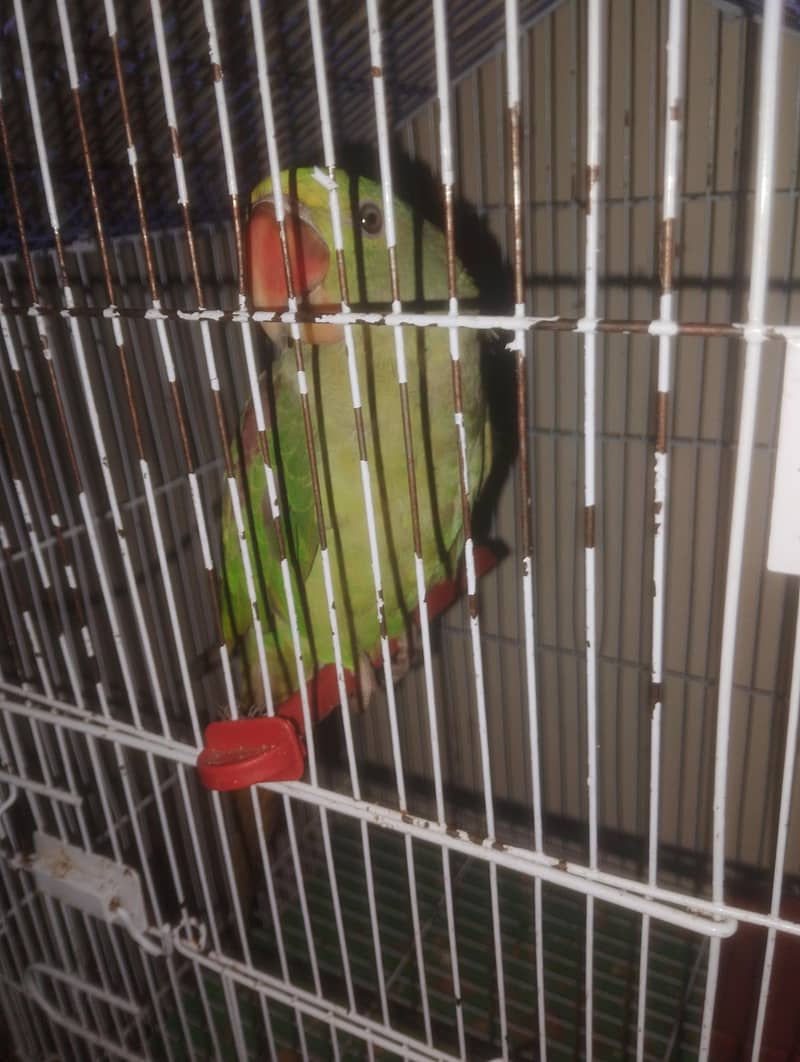 parrot 1