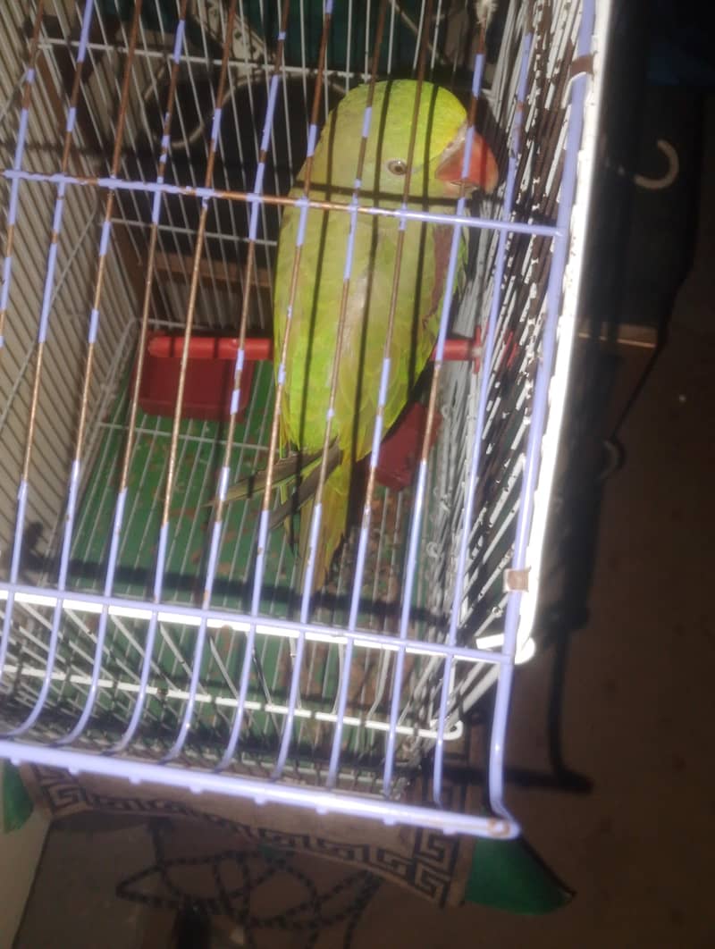 parrot 2