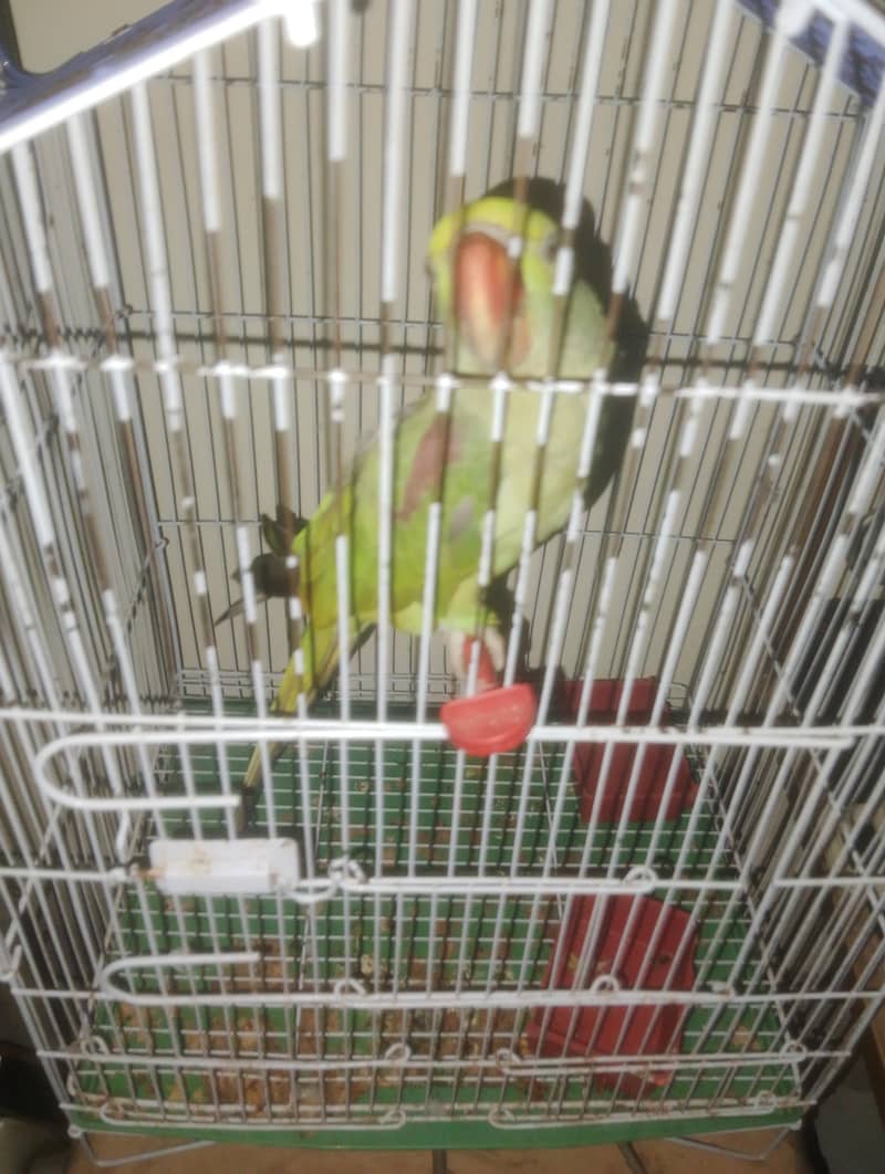 parrot 3