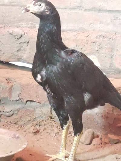 Mushki Madi for sell
