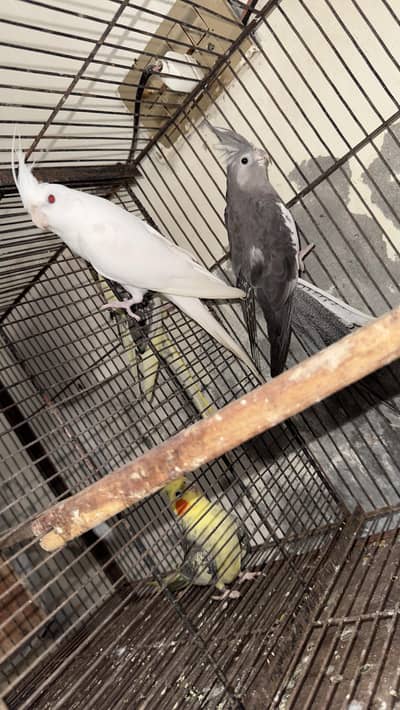 cocktail breeder pair