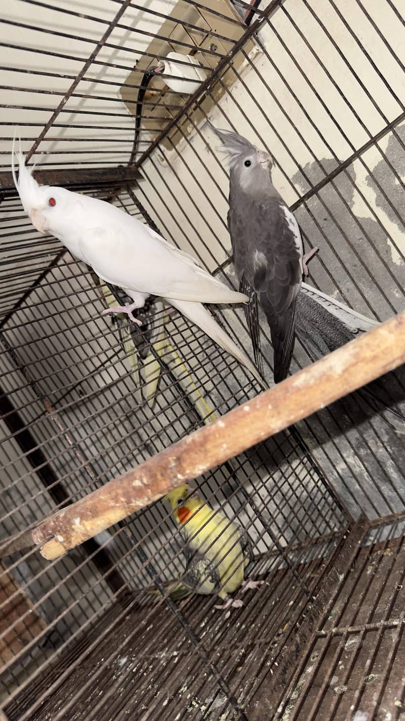 cocktail breeder pair 0