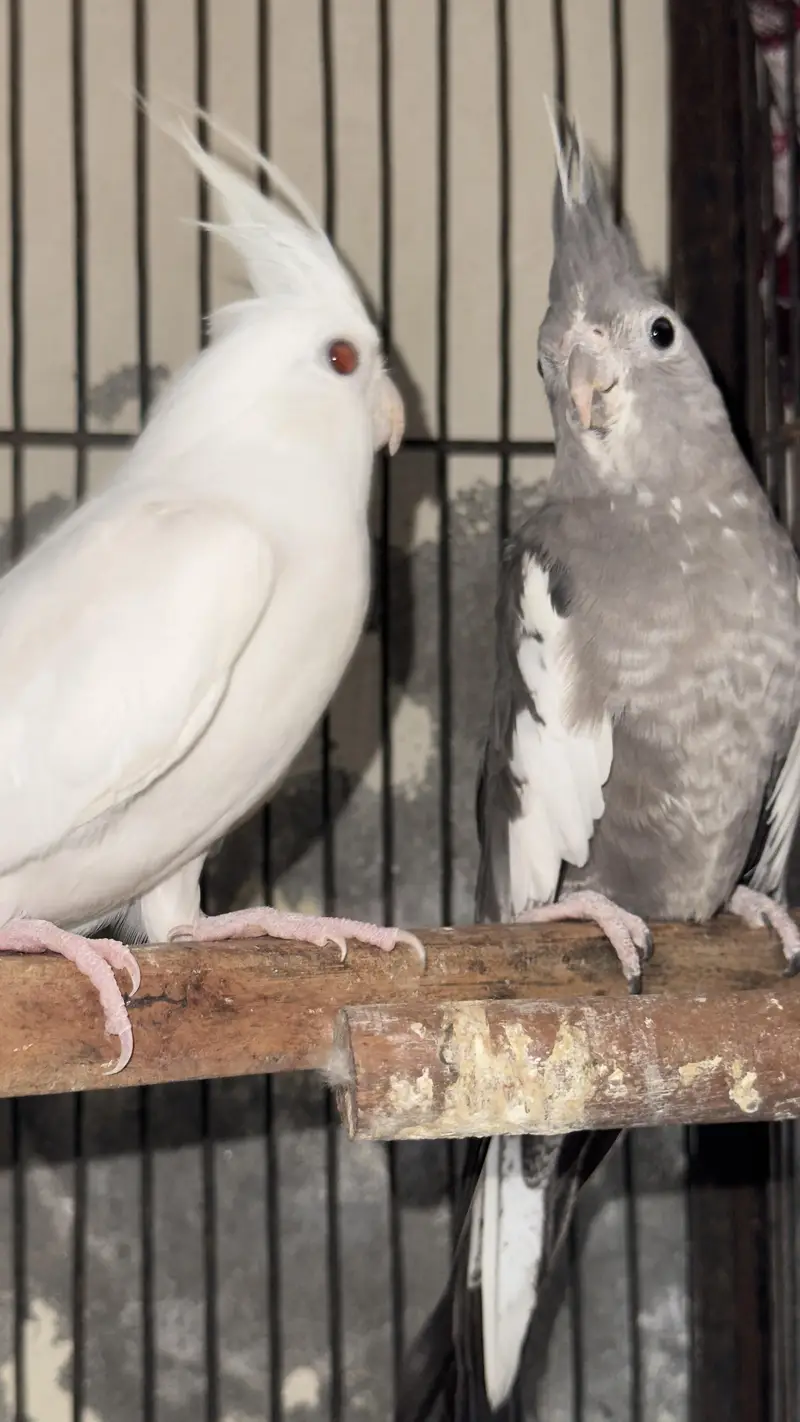 cocktail breeder pair — photo 2