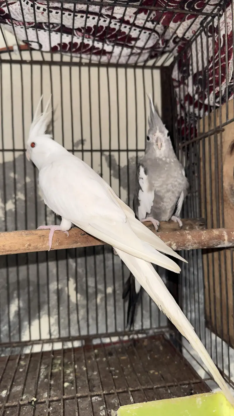 cocktail breeder pair — photo 3