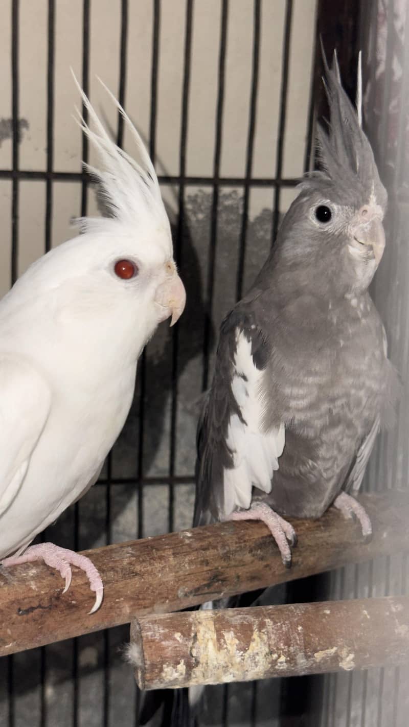 cocktail breeder pair 3