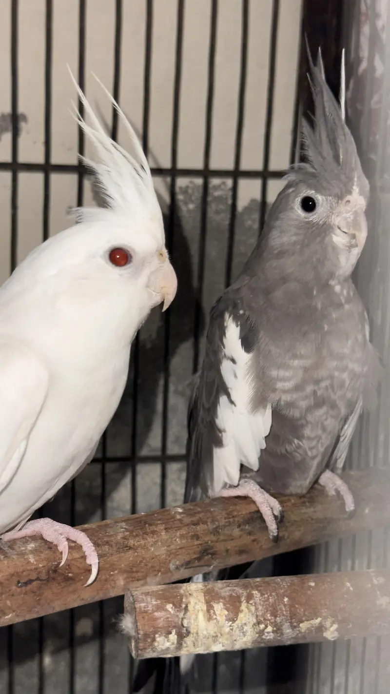 cocktail breeder pair — photo 4