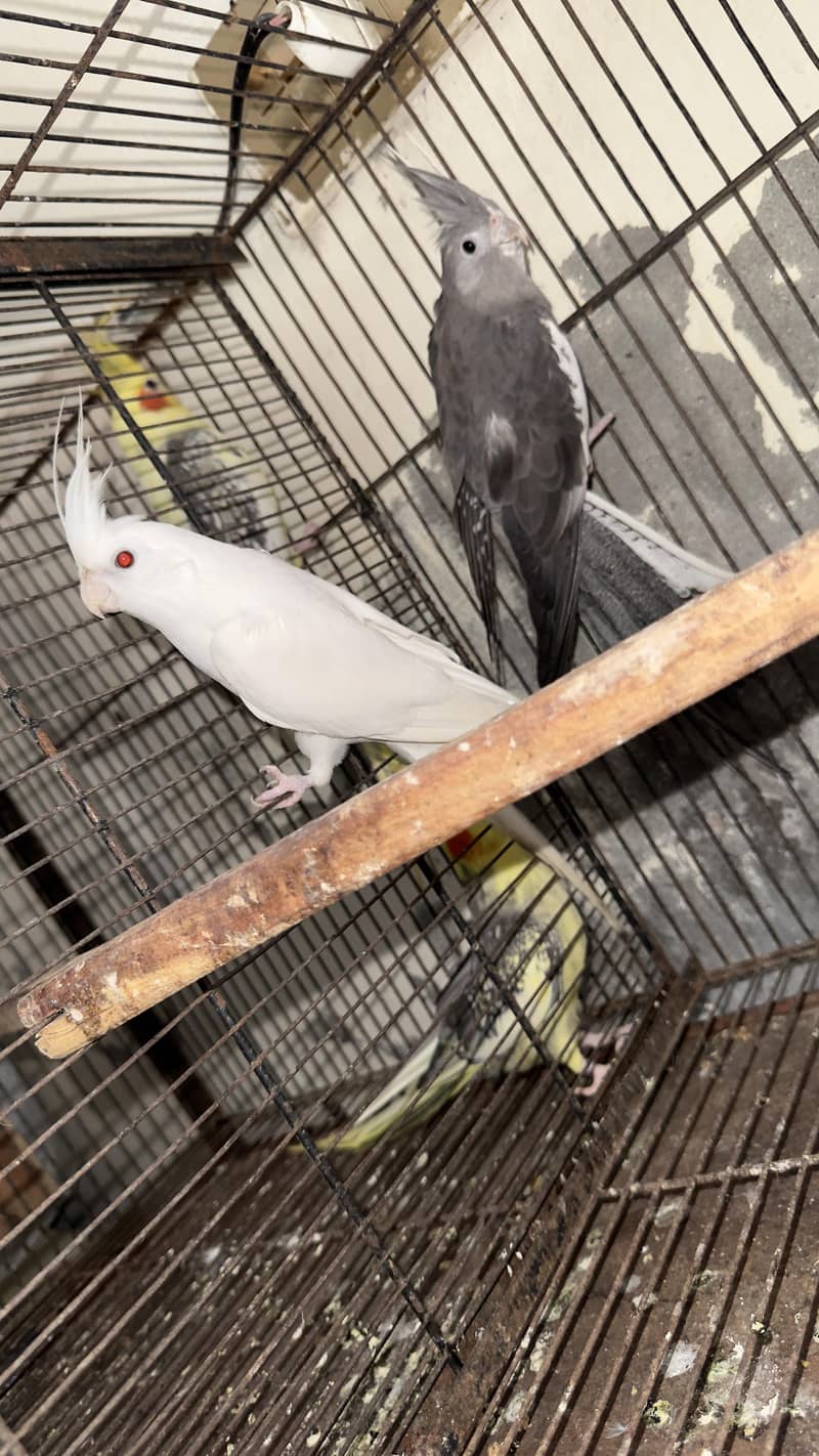 cocktail breeder pair 4