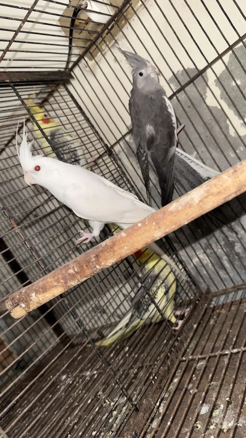 cocktail breeder pair — photo 5