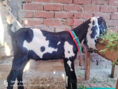 pair hai aik bakri hai or aik Bakra hai