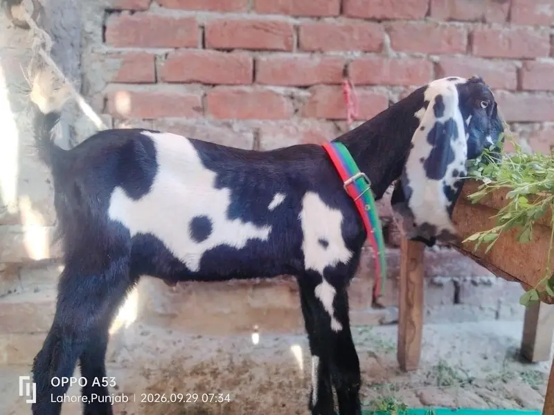 pair hai aik bakri hai or aik Bakra hai