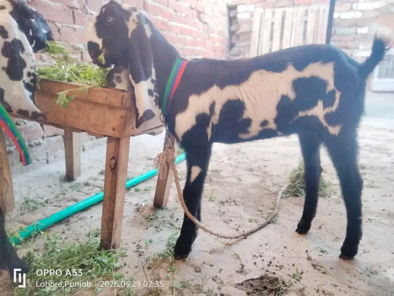 pair hai aik bakri hai or aik Bakra hai — photo 2
