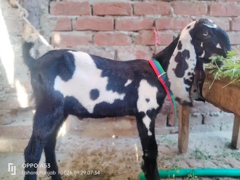 pair hai aik bakri hai or aik Bakra hai — photo 3