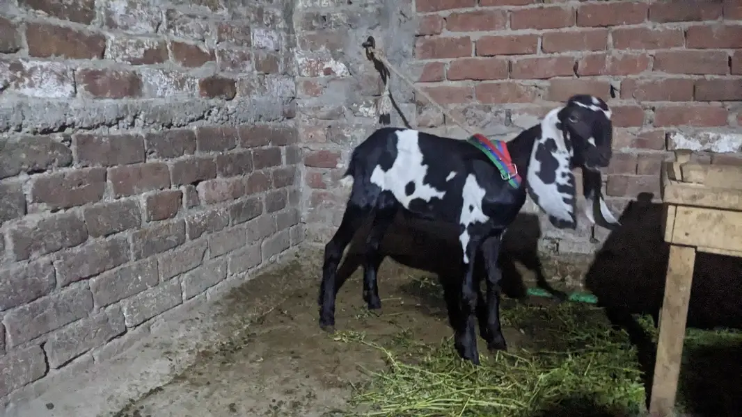 pair hai aik bakri hai or aik Bakra hai — photo 4