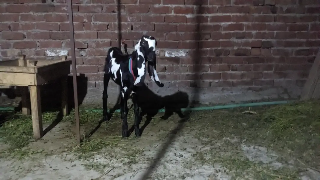 pair hai aik bakri hai or aik Bakra hai — photo 5