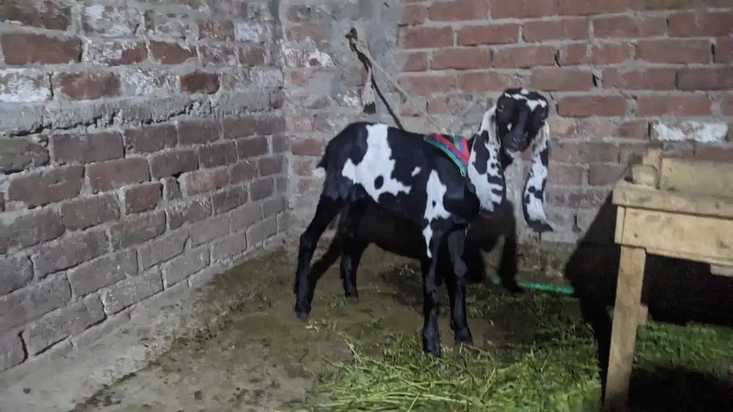 pair hai aik bakri hai or aik Bakra hai — photo 6