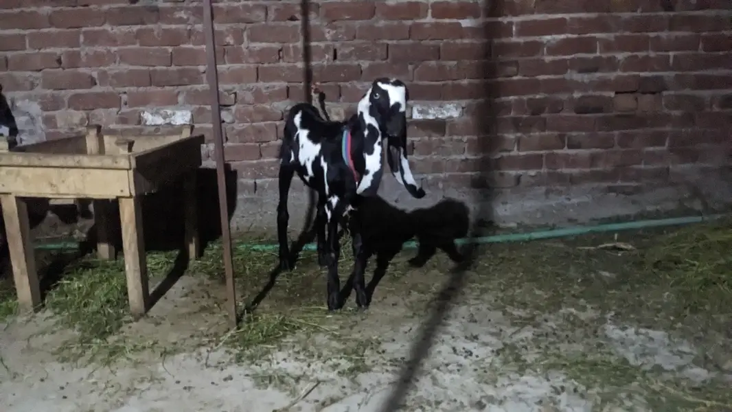 pair hai aik bakri hai or aik Bakra hai — photo 7