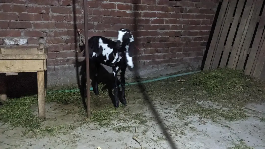pair hai aik bakri hai or aik Bakra hai — photo 8