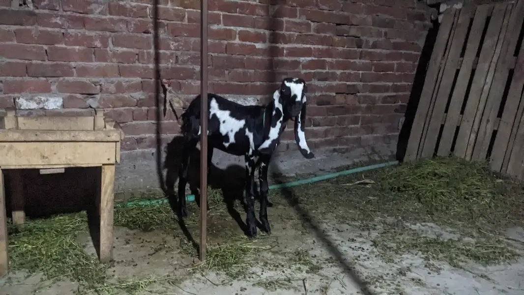 pair hai aik bakri hai or aik Bakra hai — photo 9