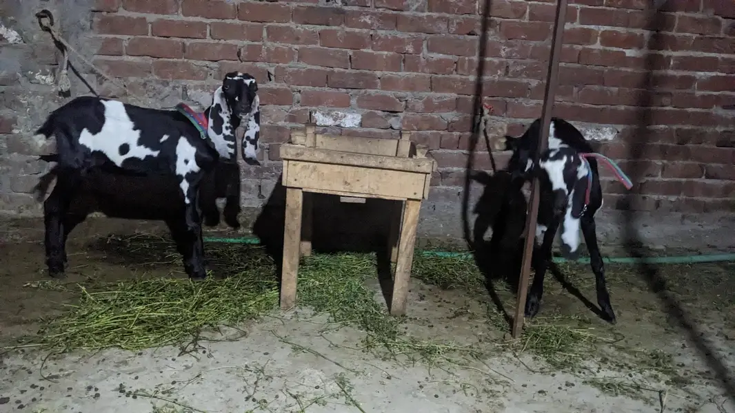 pair hai aik bakri hai or aik Bakra hai — photo 10