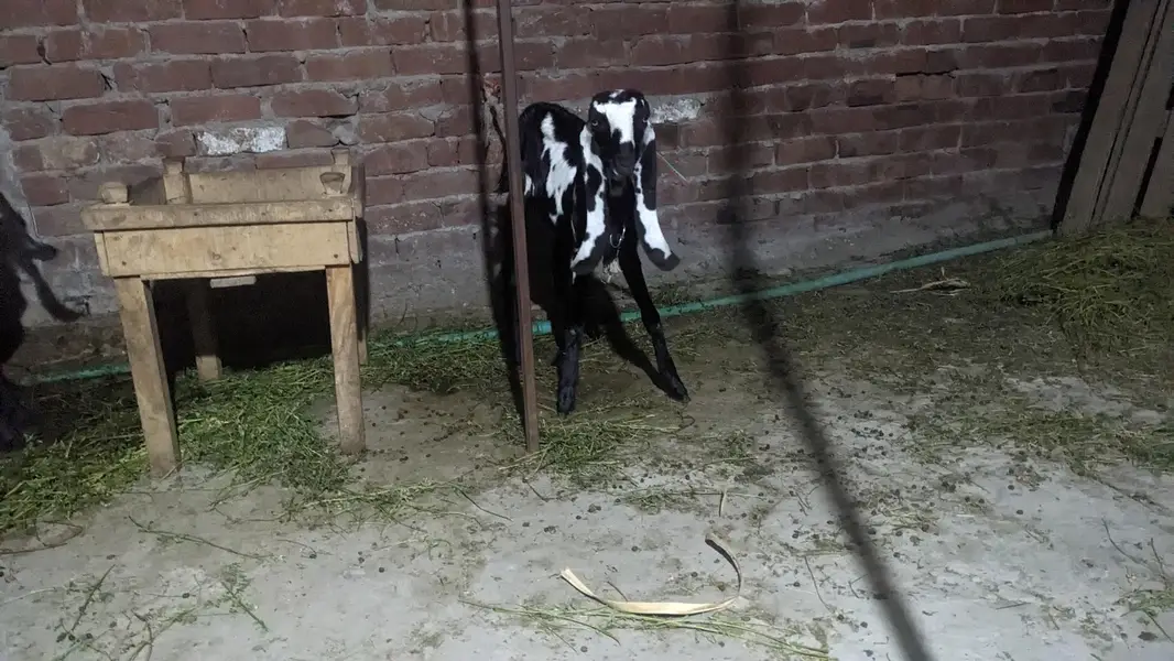 pair hai aik bakri hai or aik Bakra hai — photo 11