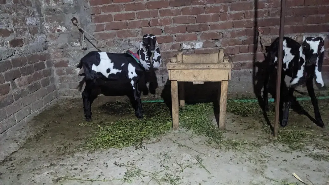 pair hai aik bakri hai or aik Bakra hai — photo 12