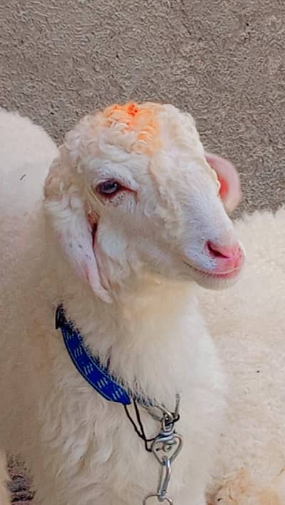 dumba for sale