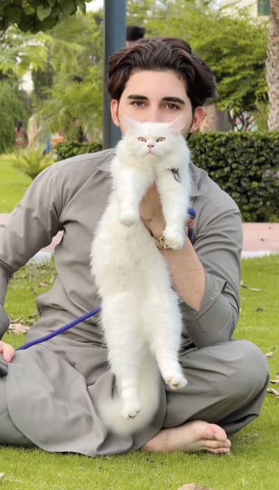 Persian cat han female hn heat per ai hoi han