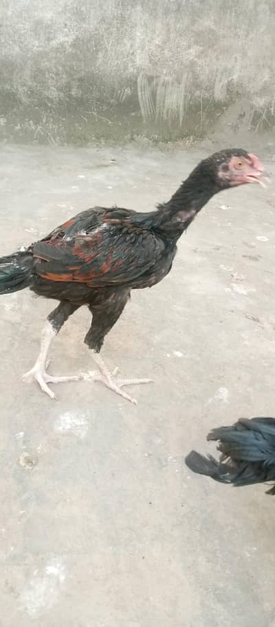 03164180384