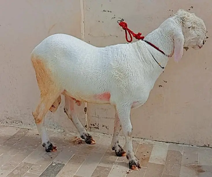 Dumba for sall — photo 3