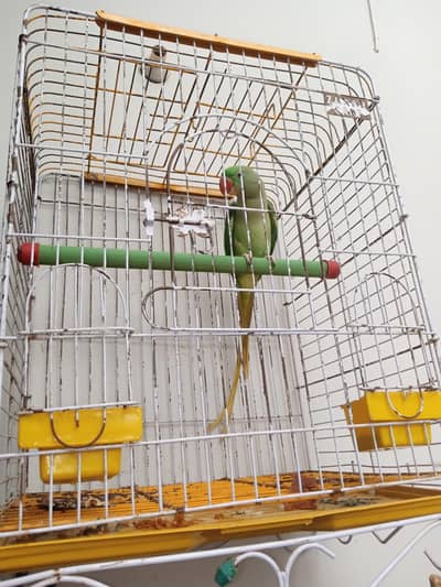 Raw Parrot