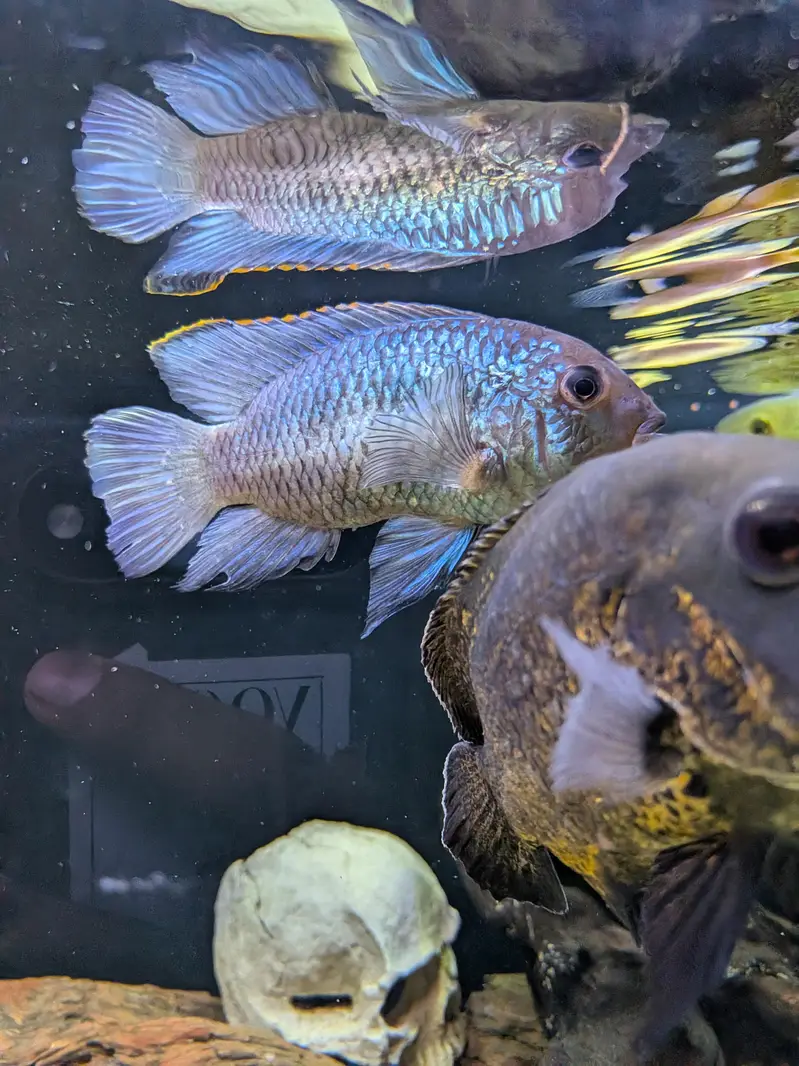 Oscar's for sale — photo 2