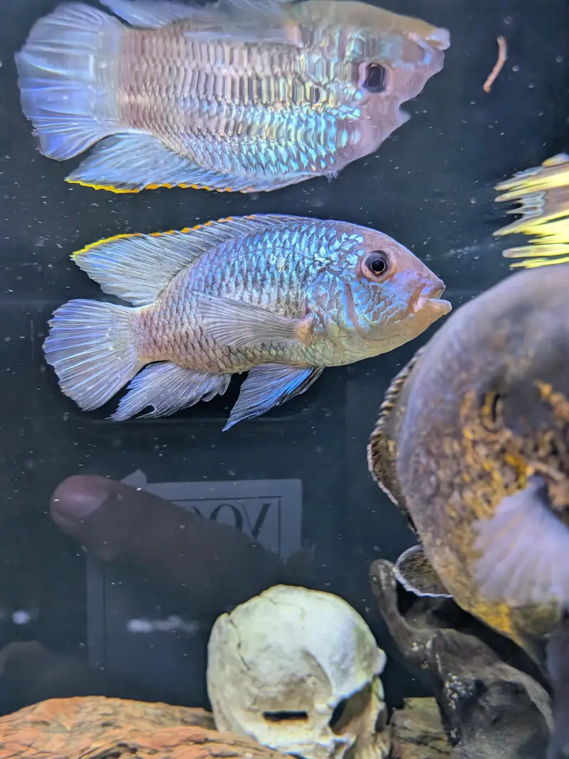 Oscar's for sale — photo 3