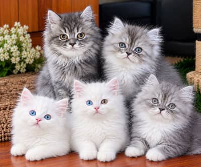 2 month’s old beautifull Kitten for sale | Gray & White