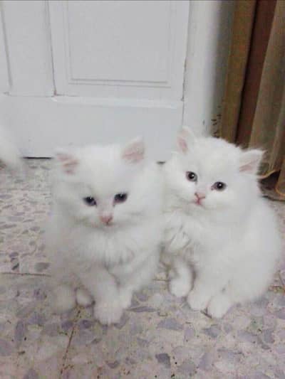 Persian punch face double coot