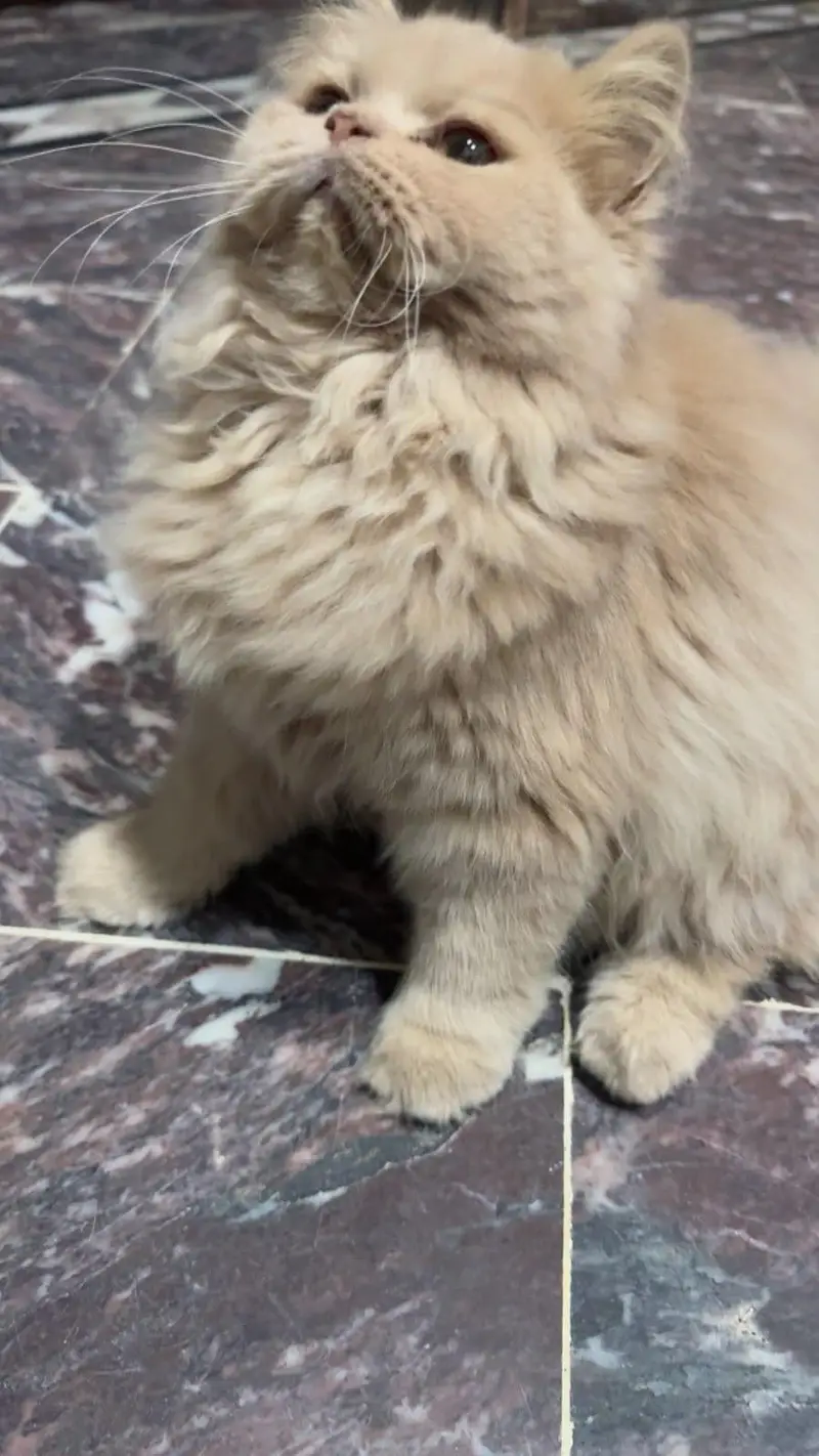 Persian punch face double coot — photo 2