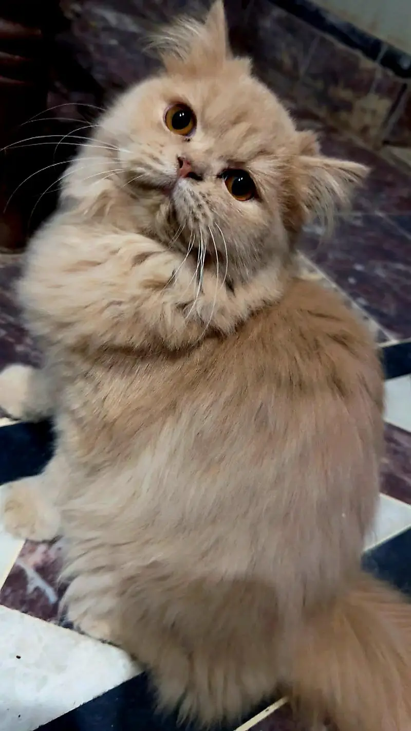Persian punch face double coot — photo 3