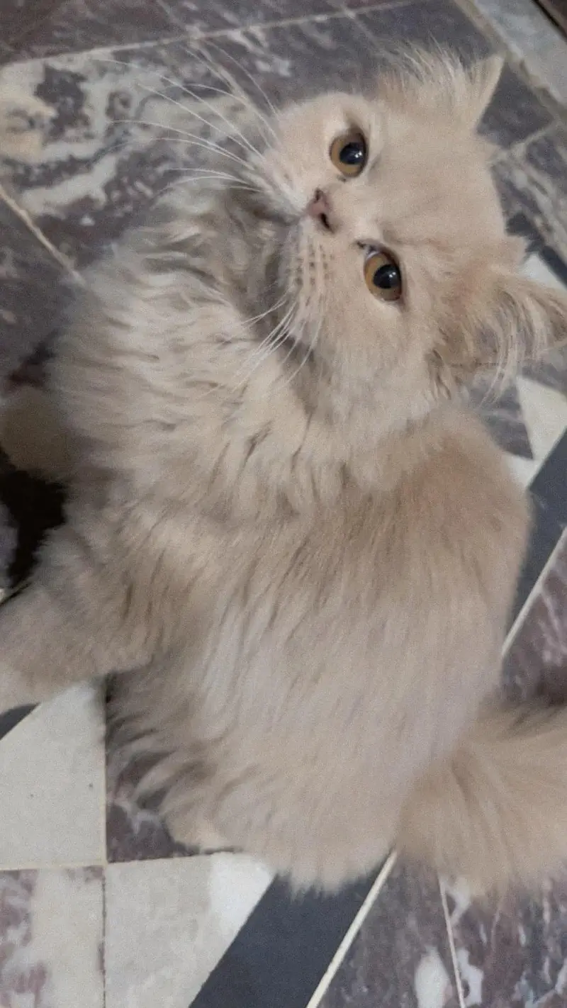Persian punch face double coot — photo 4