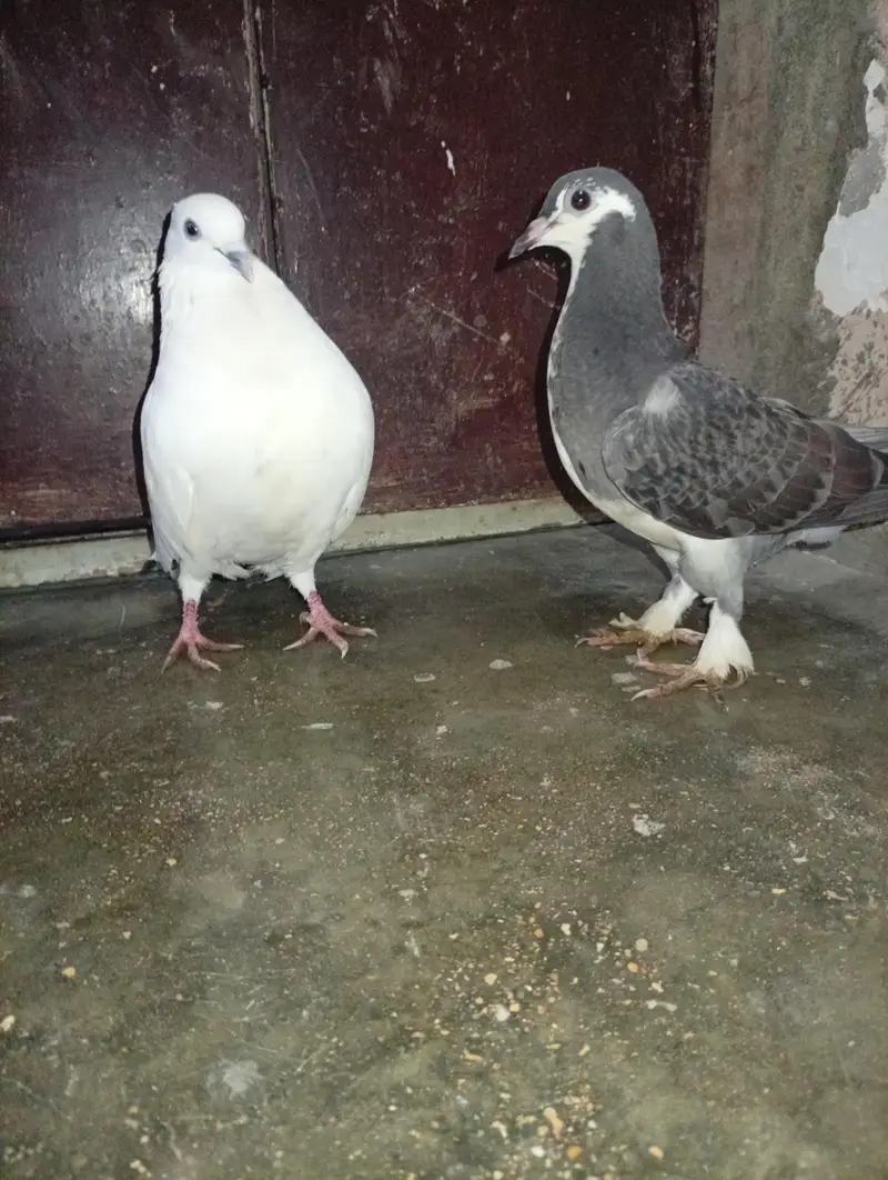 Fancy pegone pair — photo 2