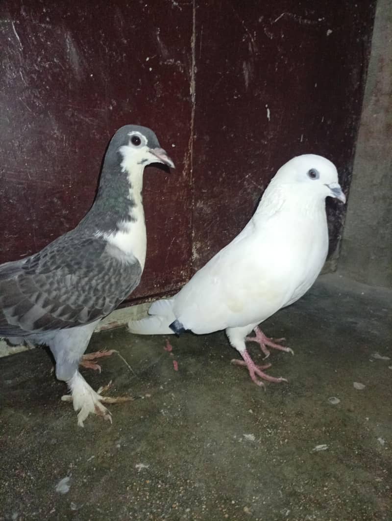 Fancy pegone pair 2